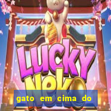 gato em cima do telhado significado espiritual